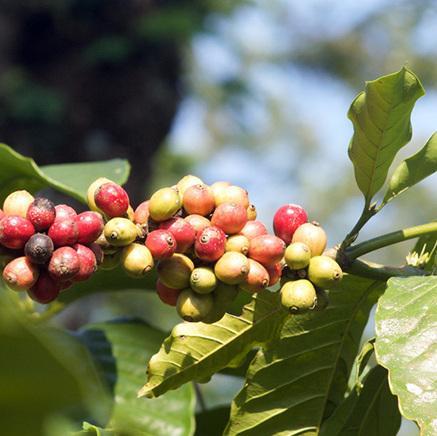 ROBUSTA Q Grader Course & Exam - CQI - (6 Day)